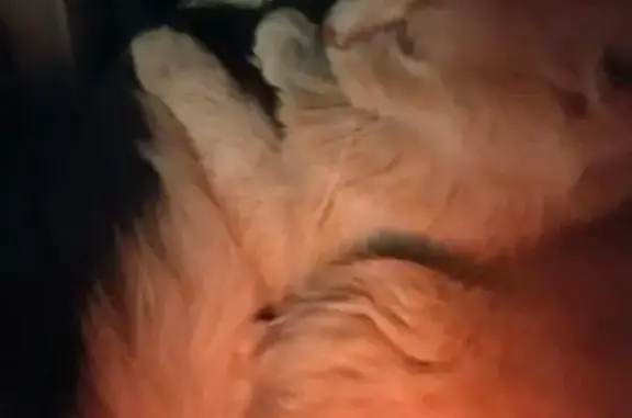 Потерянные животные Курск, фото: Пропала кошка, Обоянская ул., 40, Курск