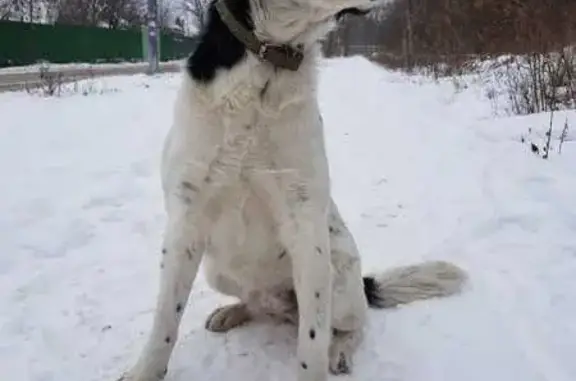 Пропала собака, 6-й Марочный пер., 14А