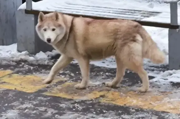 Хаска на Первомайской, 3А в Долгопрудном