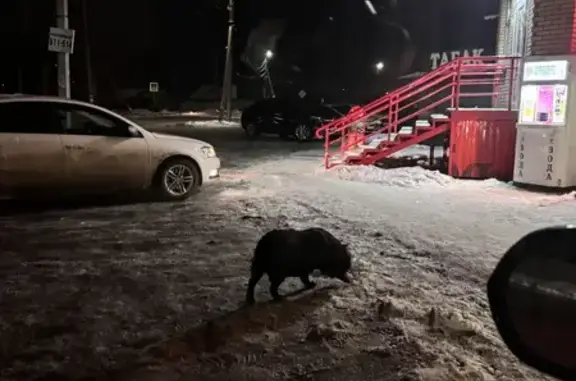 Собака найдена: Лесная 2А, Пригородный