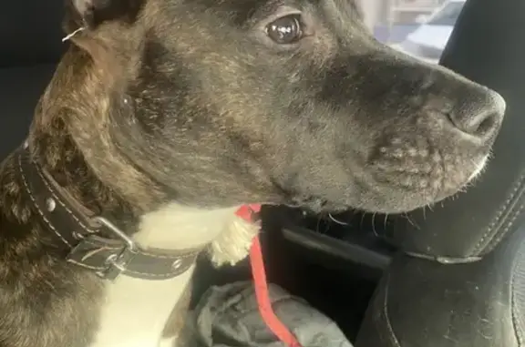 Собака найдена: Молодёжная 14, Дзержинск