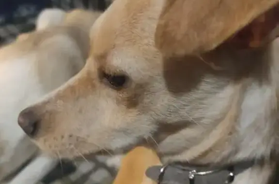 Найдена собака, Первоуральск, фото: Собака найдена на ул. Карбышева, 3