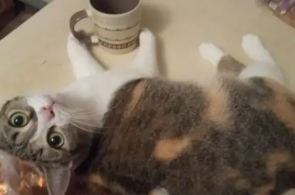 Кошки потеряшки, Ерзовское, фото: Потеряшка кошка, Зелёная ул., 23, Ерзовское