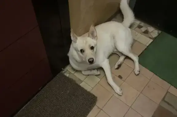 Найдена собака, Светлогорск, фото: Собака найдена: Вокзальная ул, 1, Светлогорск