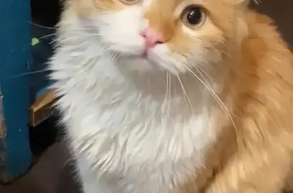 Объявления о пропавших и найденных животных, Котельниково, фото: Пропала кошка, ул. Липова, 12, Котельниково