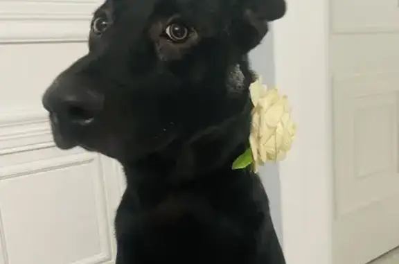 Собаки потеряшки, Москва, фото: Потеряшка собака, ул. Старый Гай, 1 к4