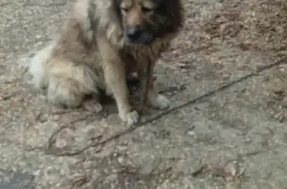 Пропали собаки на Дорожной ул., Балаково