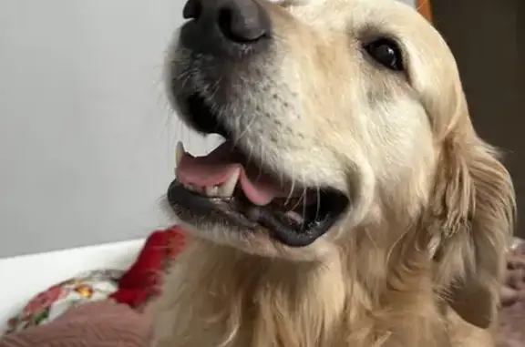 Собаки потеряшки, Кубовинский сельсовет, фото: Потеряшка собака, Кубовинский сельсовет