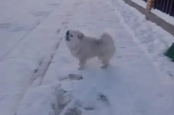 Собака найдена в Лесколовском СП, Ленобласть