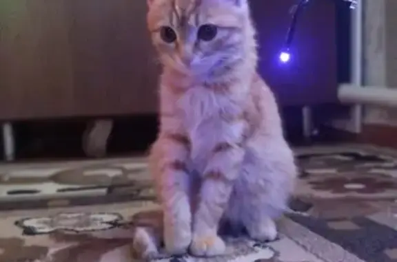 Кошки потеряшки, Весёлый, фото: Потеряшка рыжая кошка, Зелёная ул, 6