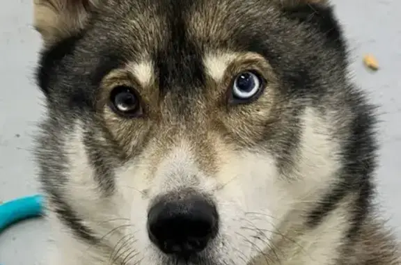 Собаки потеряшки, , фото: Потеряшка собака на Интернатной улице