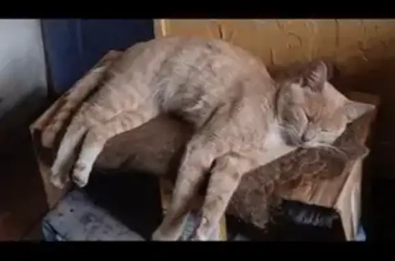 Кошки потеряшки, Новосибирск, фото: Потеряшка кот, 1-й Телевизионный, 16