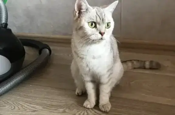 Кошки потеряшки, Туймазы, фото: Потеряшка кошка, пр. Ленина, 1, Туймазы