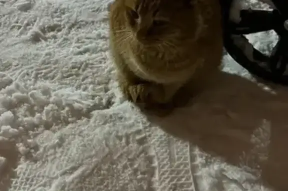 Кот найден: ул. Нестерова, Пенза