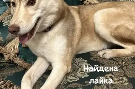 Собака найдена: Дальний проезд, 11 к2