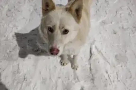 Собака найдена на Завокзальной, 9, Череповец