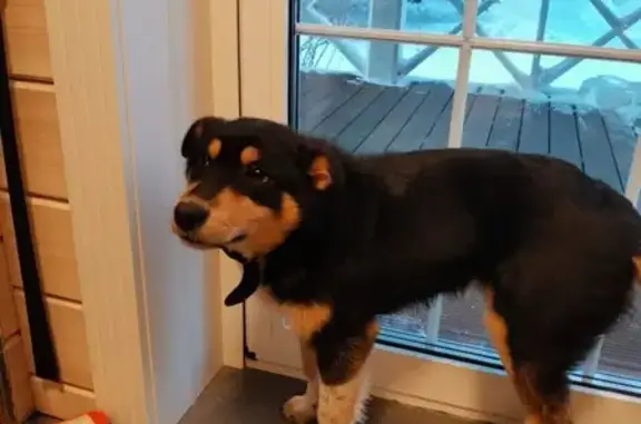 Найдена собака, Ушаковское, фото: Собака найдена: Западная ул., Ушаковское СП