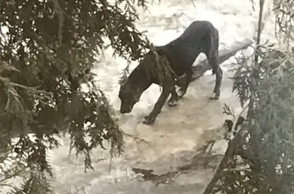 Собака у больницы на Загородном шоссе