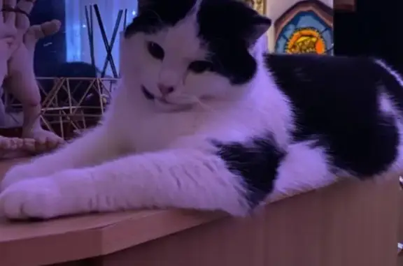 Кошки потеряшки, Липово, фото: Потеряшка кошка, Липово, Центр. ул. 2Б