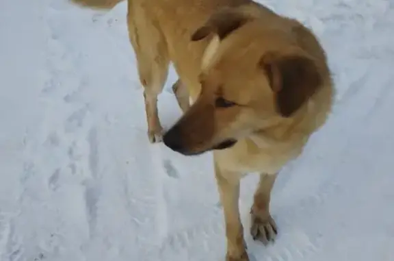 Собака найдена в саду Янтарь, Новосинеглазово