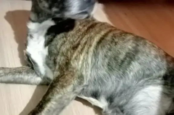 Найдена собака, Дзержинск, фото: Пропала собака, ул. Ульянова 3, Дзержинск