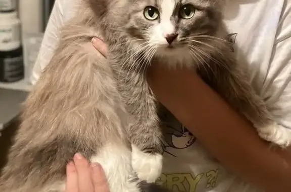 Кошки потеряшки, Зеленоград, фото: Потеряшка кошка, Зеленоград, аллея ветеранов