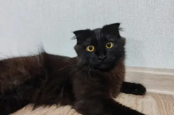 Кошки потеряшки, Икряное, фото: Потеряшка кошка, ул. О. Кошевого, 44А/1