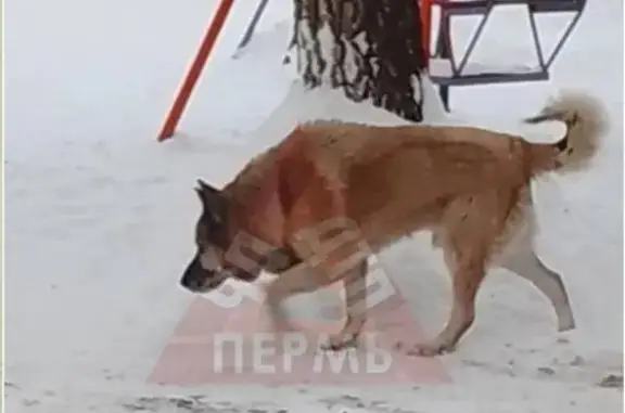 Найдена собака, , фото: Собака найдена: Олимпийский пер., Шадейка