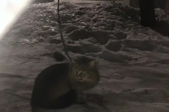 Найденные животные Фанерник, фото: Кошка найдена: Центральная ул., 34