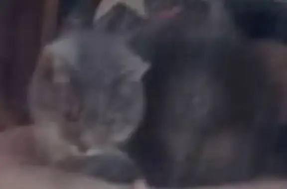 Найдена кошка, , фото: Кошка найдена: Малошильнинское СП