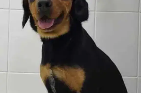 Собака найдена: Братовщина, Ярославское шоссе