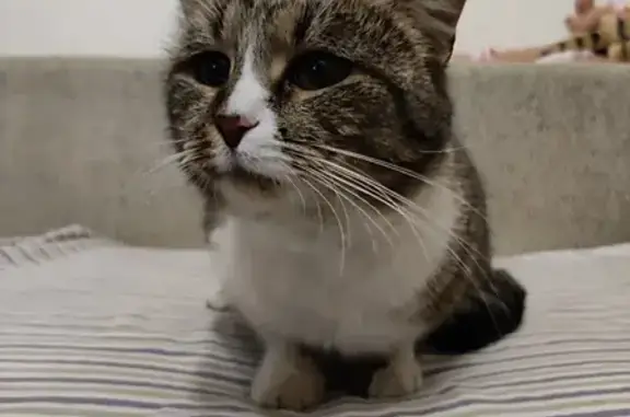 Найдена кошка, Орёл, фото: Кот найден: Орёл, ул. Некрасова, 23