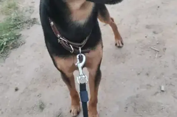 Потерянные животные Томск, фото: Пропал той терьер, Усова 37А, Томск