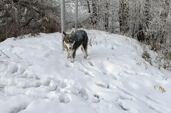 Собака найдена на Внуковых, 10, Минино