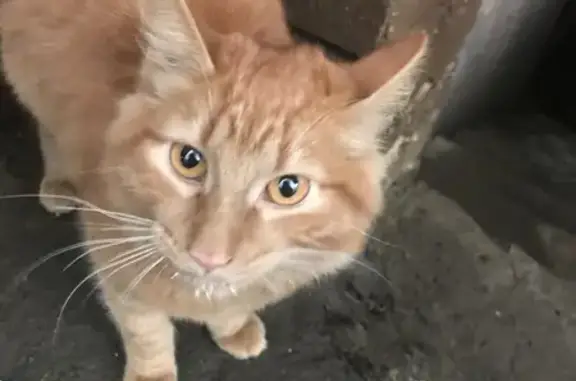 Найдена кошка, Орёл, фото: Кошка найдена: Орёл, Комсомольская 306