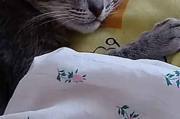 Потерянные животные Салехард, фото: Пропала кошка, Чапаева 24, Салехард