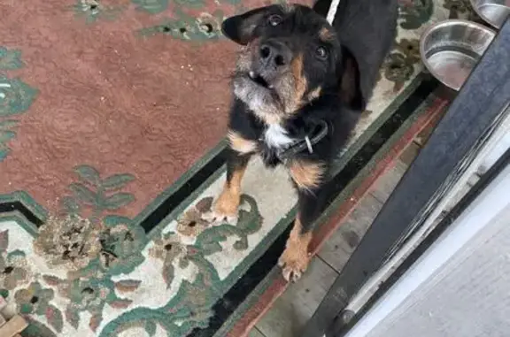 Собака найдена: МО, Пушкинский р-н, Митрополье