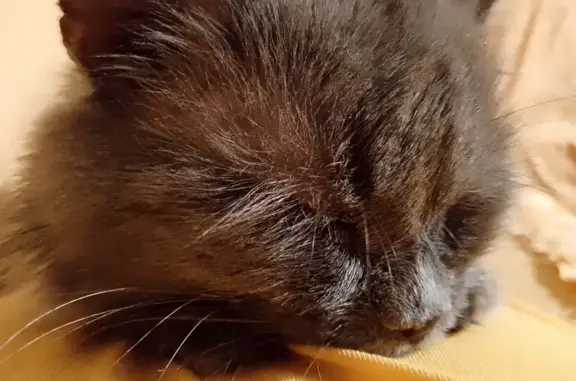 Найдена кошка, , фото: Кошка найдена: Лавы, Липецкая область