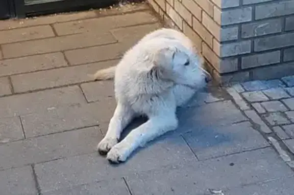 Найдена собака в Котельниках, МО