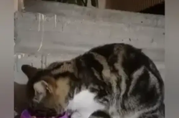 Кошка найдена: Первомайская, 65, Липецк