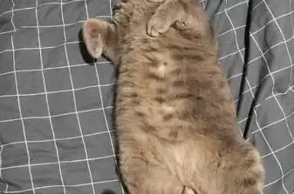 Кошки потеряшки, Уфа, фото: Потеряшка кот Серый, Уфа, Башкортостан