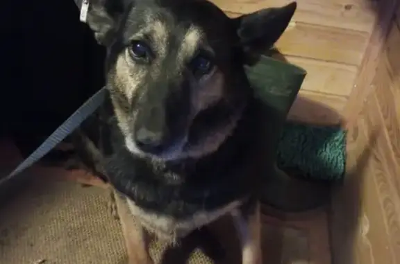 Найдена собака, Пирогово, фото: Собака найдена на Центральной 2Б, Пирогово