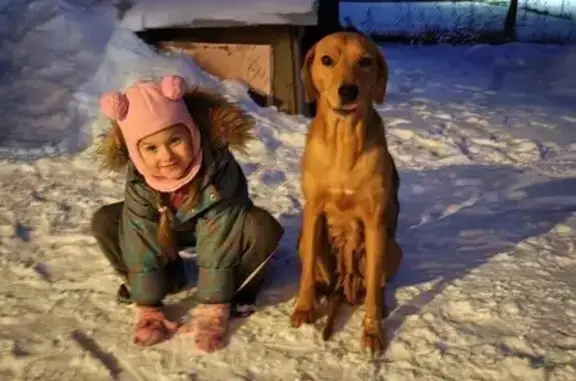 Собака найдена: Зелёная ул., Нижегородская обл.