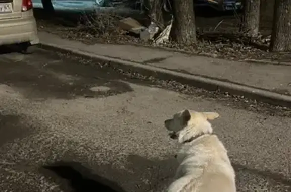 Собака найдена на Медовой, 6, Ростов-на-Дону