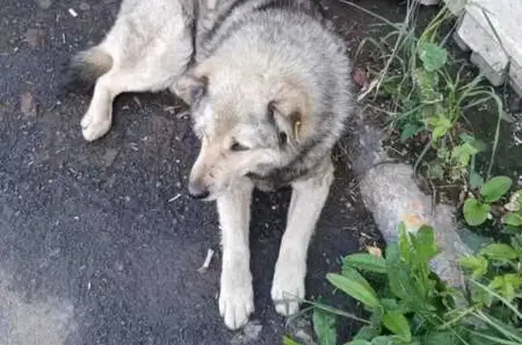 Пропала собака на Пригородной, 24, Новосибирск