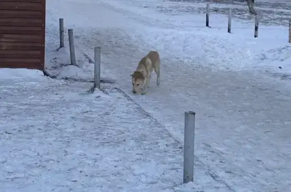 Найденные животные Екатеринбург, фото: Собака найдена: ул. Амундсена, 67, Екб