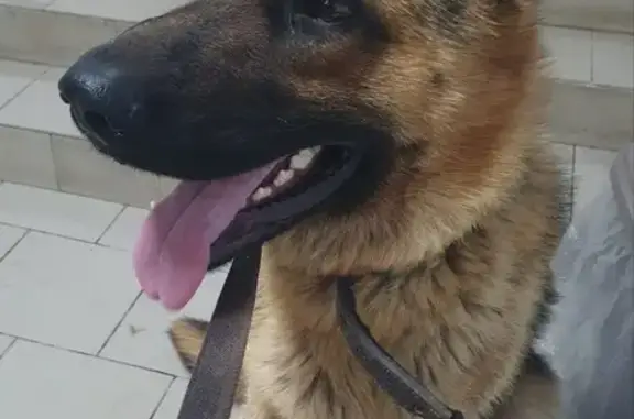 Собаки потеряшки, Курск, фото: Потеряшка овчарка, Магистральный проезд, Курск