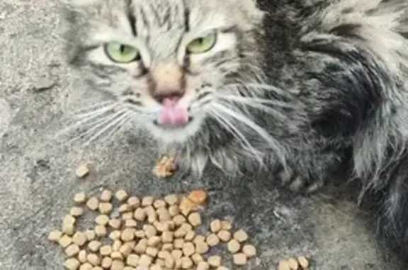 Найдена кошка, , фото: Кошка найдена на Максима Горького, 9