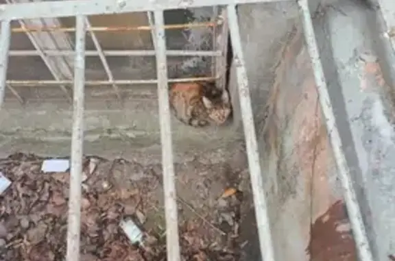 Кошка найдена, ул. Космонавтов, 20