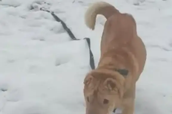 Пёсик найден в Ветошном переулке, Москва